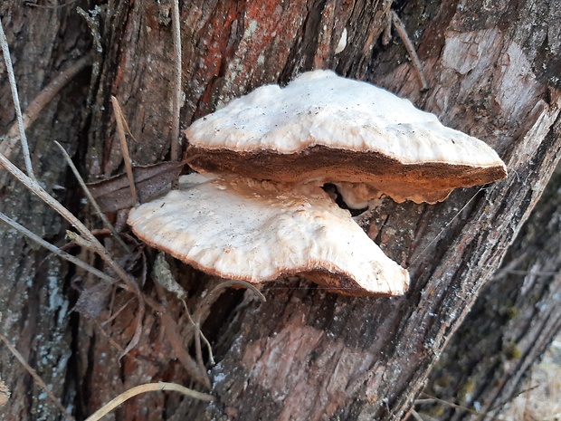 trúdnikovec voňavý Trametes suaveolens (L.) Fr.