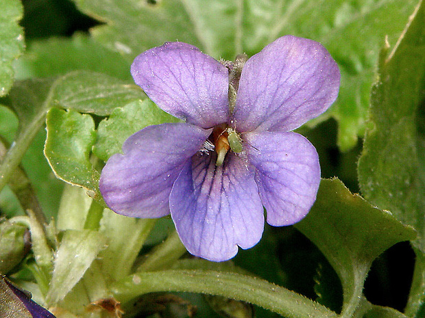 fialka voňavá Viola odorata L.