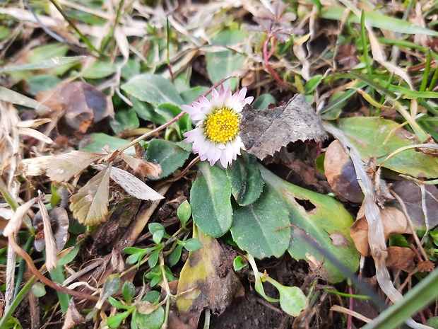 sedmokráska obyčajná Bellis perennis L.