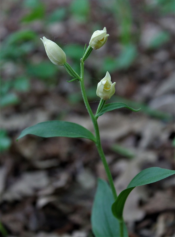 prilbovka biela Cephalanthera damasonium (Mill.) Druce