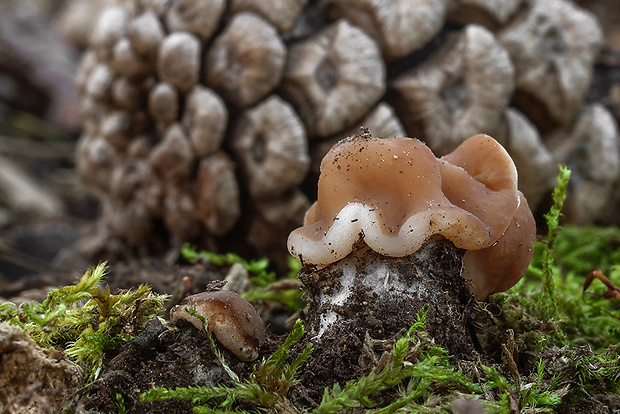 ušiak obrovský Gyromitra gigas (Krombh.) Cooke