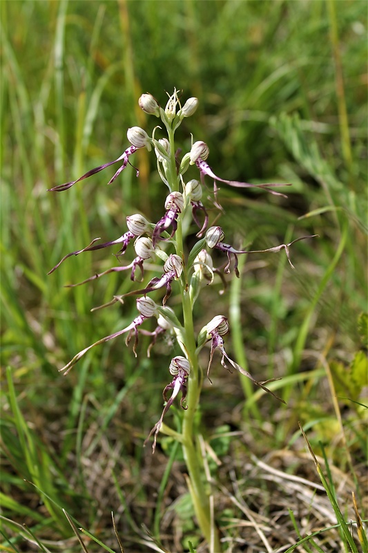 jazýčkovec jadranský Himantoglossum adriaticum H. Baumann