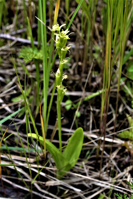 hľuzovec loeselov Liparis loeselii (L.) Rich.