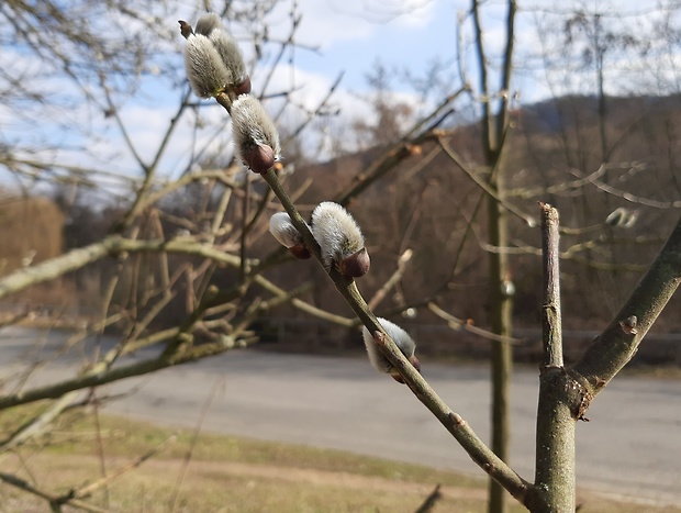 vŕba rakyta Salix caprea L.