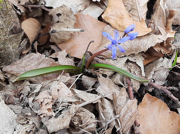 scila dvojlistá Scilla bifolia agg. L.