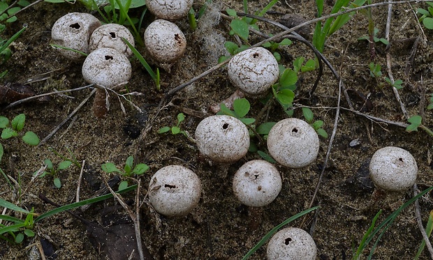 stopkovec vláknitý Tulostoma fimbriatum Fr.