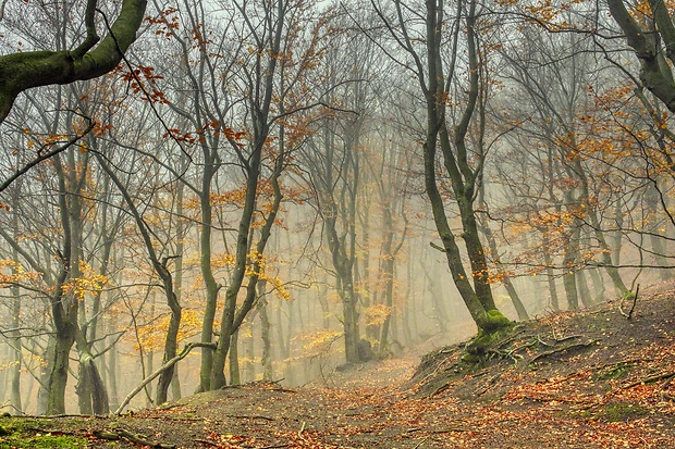 malokarpatská jesenná bučina