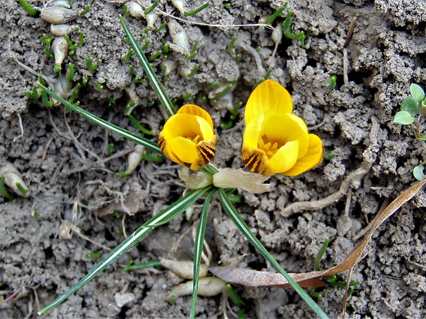 šafran Crocus sp.