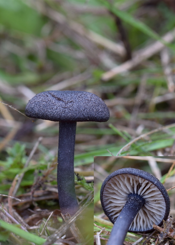 hodvábnica Entoloma cf. corvinum