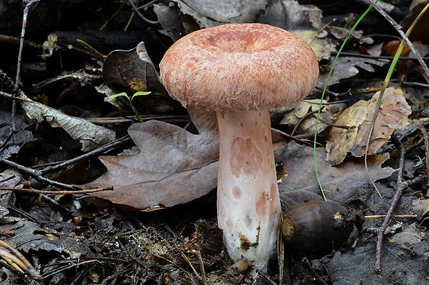 rýdzik kravský Lactarius torminosus (Schaeff.) Gray