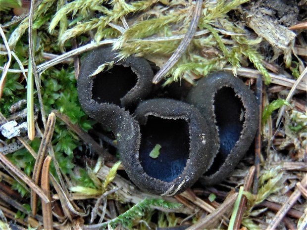 misôčka Pseudoplectania sp.