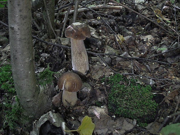 hríb dubový Boletus reticulatus Schaeff.