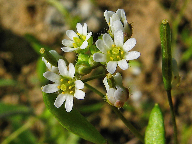 jarmilka jarná Erophila verna (L.) Chevall