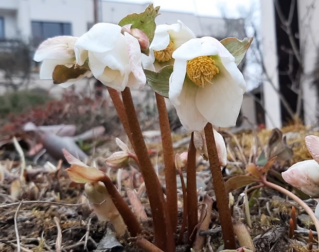 čemerica čierna Helleborus niger L.