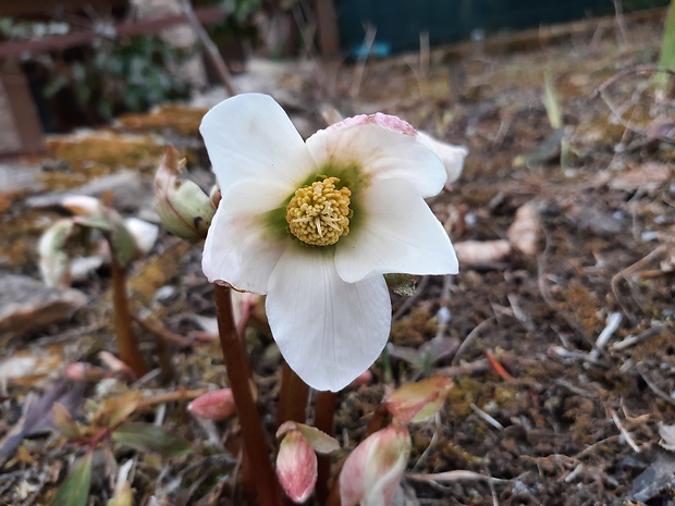 čemerica čierna Helleborus niger L.