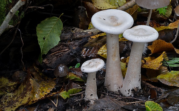 strmuľka veľká Infundibulicybe geotropa (Bull.) Harmaja