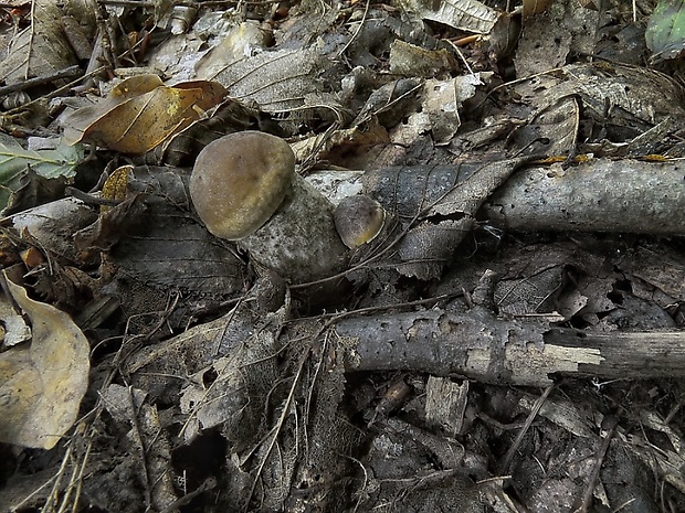 kozák hrabový Leccinum pseudoscabrum (Kallenb.) Šutara