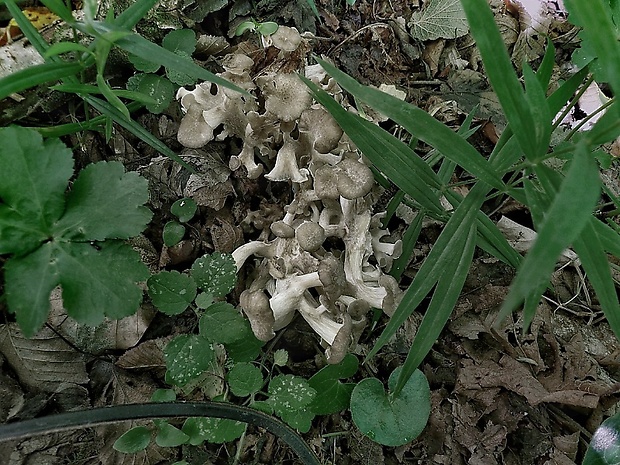 trúdnik klobúčkatý Polyporus umbellatus (Pers.) Fr.