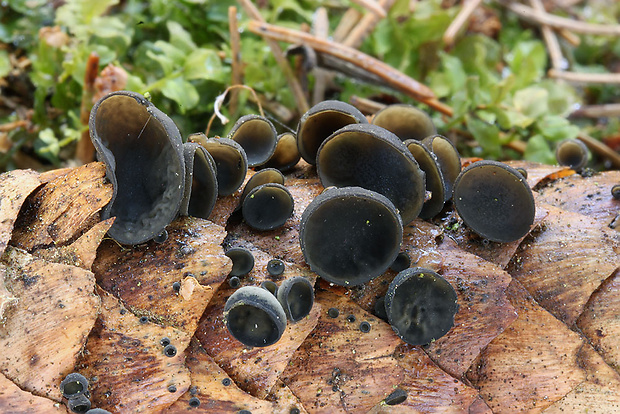 jahňadka smreková Rutstroemia bulgarioides (P. Karst.) P. Karst.