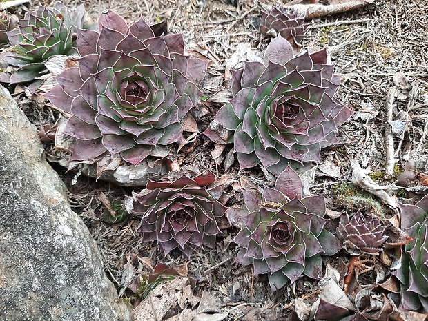 skalnica strechová Sempervivum tectorum L.