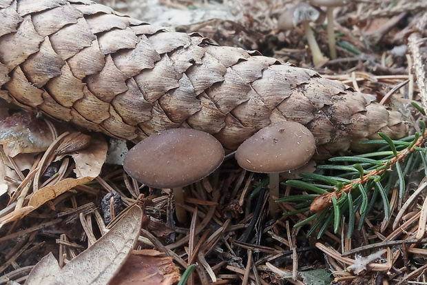 peniazočka smreková Strobilurus esculentus (Wulfen) Singer