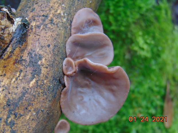 uchovec bazový Auricularia auricula-judae (Bull.) Quél.