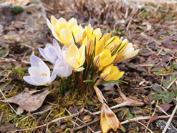 šafran Crocus sp.