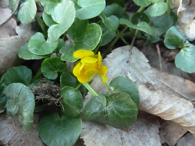 blyskáč cibuľkatý Ficaria bulbifera Holub