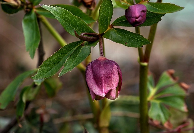 čemerica Helleborus orientalis Lam.