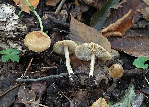 vláknica horkomandľová Inocybe hirtella Bres