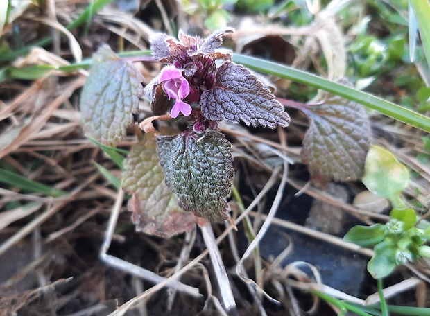 hluchavka purpurová Lamium purpureum L.