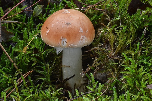 bielopavučinovec hľuznatý Leucocortinarius bulbiger (Alb. & Schwein.) Singer