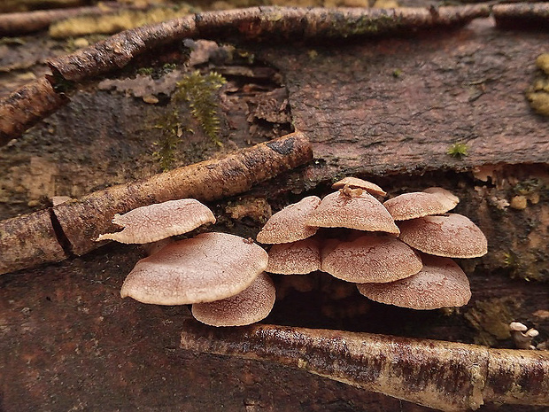 pňovka obyčajná Panellus stipticus (Bull.) P. Karst.