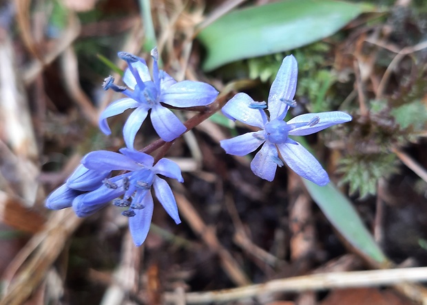 scila dvojlistá Scilla bifolia agg. L.