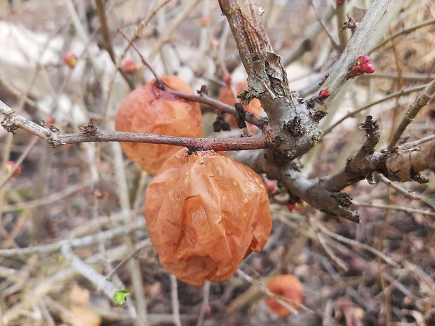 dulovec japonský Chaenomeles japonica (Thunb.) Lindl.