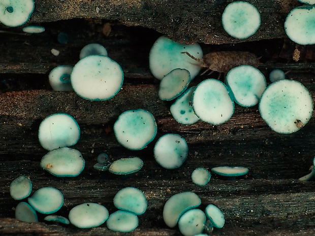 zelenica Chlorociboria sp.