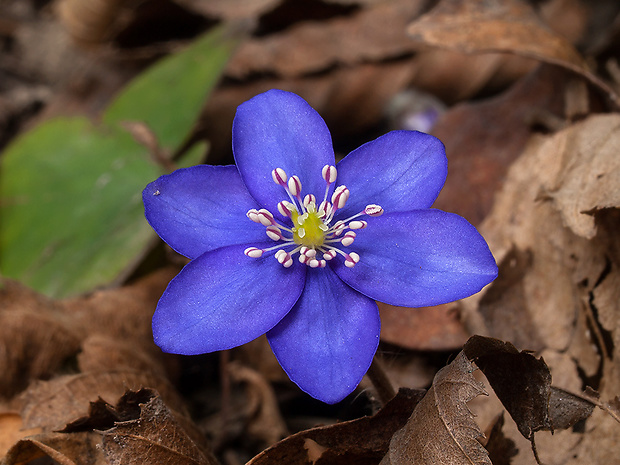 pečeňovník trojlaločný Hepatica nobilis Schreb.