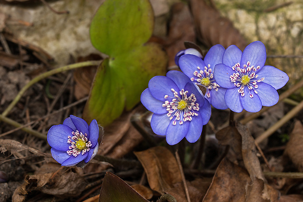 pečeňovník trojlaločný Hepatica nobilis Schreb.