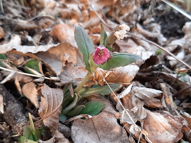 pľúcnik lekársky Pulmonaria officinalis L.