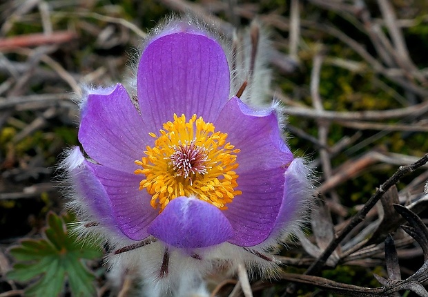 poniklec veľkokvetý Pulsatilla grandis Wender.