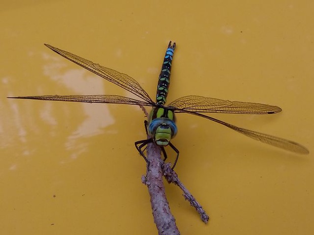 šidlo modré Aeshna cyanea (Aeshnidae)