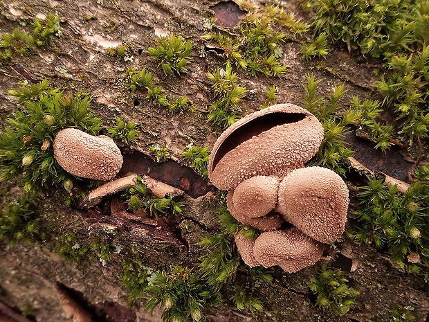 dutinovka otrubnatá Encoelia furfuracea (Roth) P. Karst.