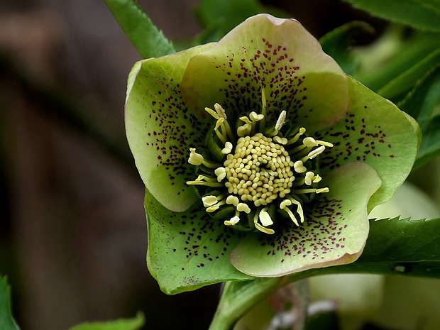 čemerica Helleborus orientalis Lam.