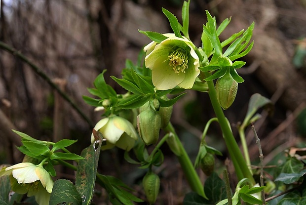 čemerica Helleborus orientalis Lam.