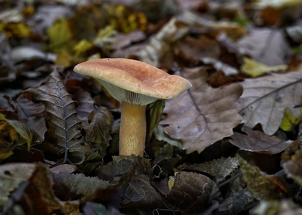 rýdzik Lactarius sp.