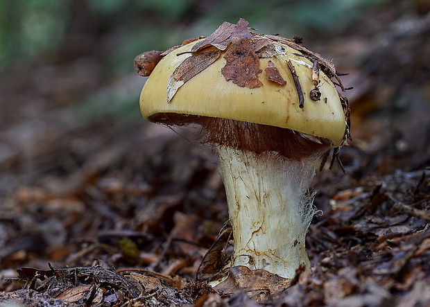 pavučinovec Cortinarius sp.