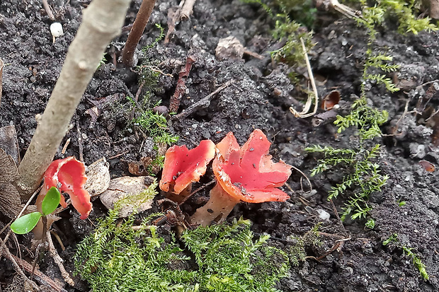 ohnivček zimný Microstoma protractum (Fr.) Kanouse