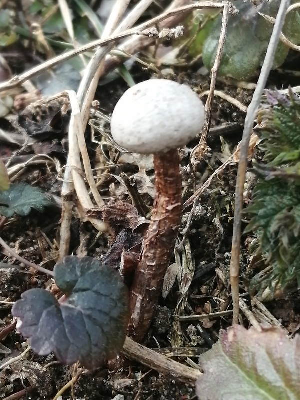 stopkovec zimný Tulostoma brumale Pers.