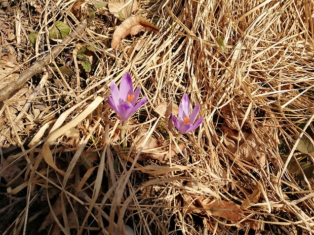 šafran jarný Crocus vernus