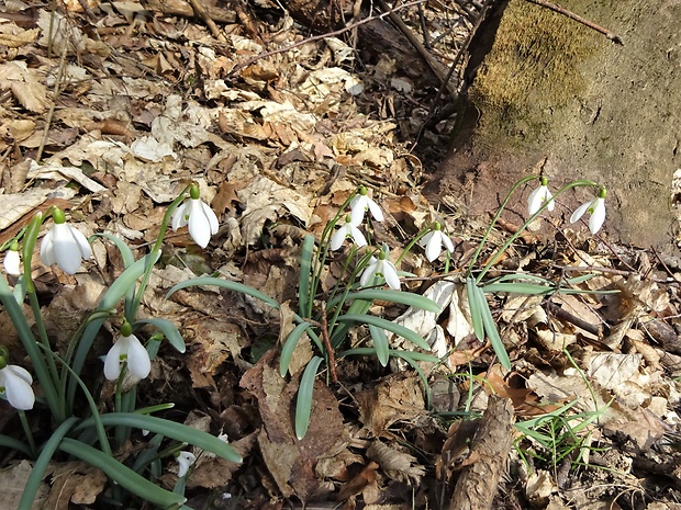 snežienka jarná Galanthus nivalis L.